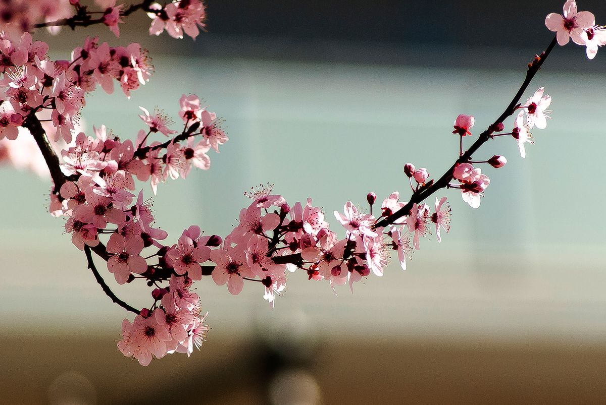 BRANCH AND FLOWERS.0