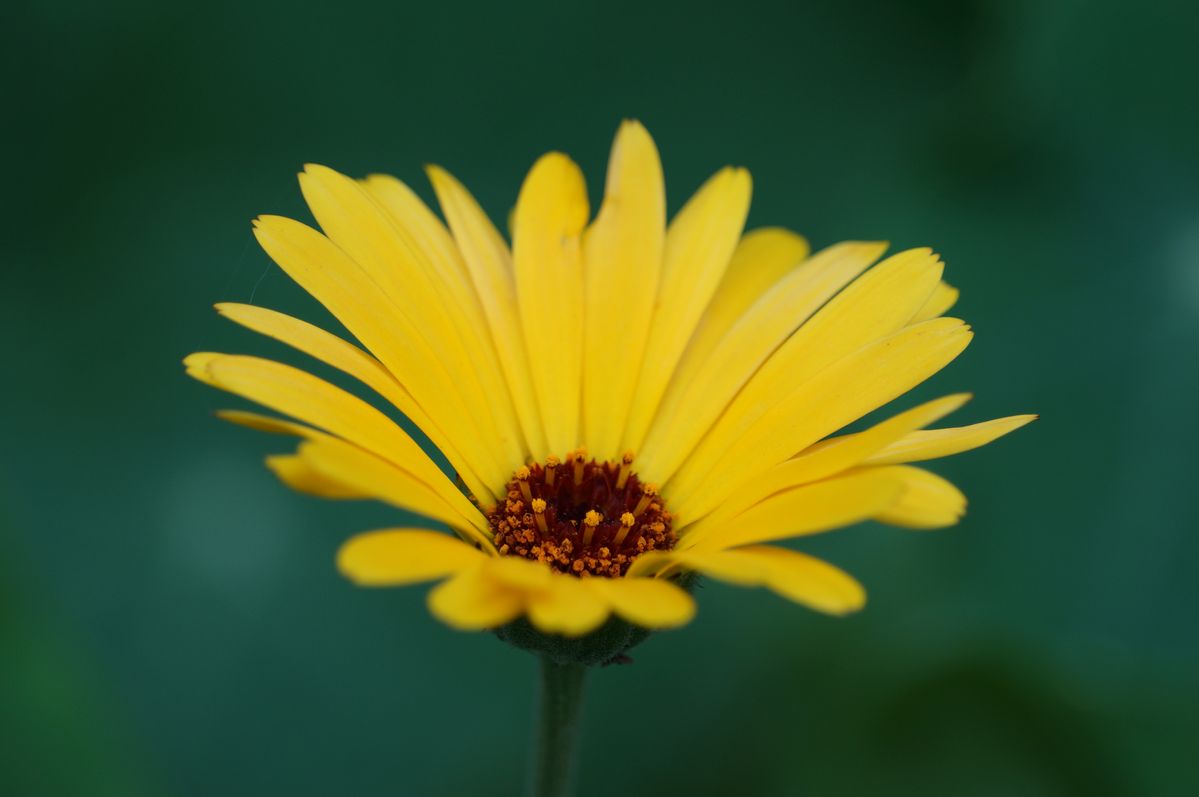 Yellow flower