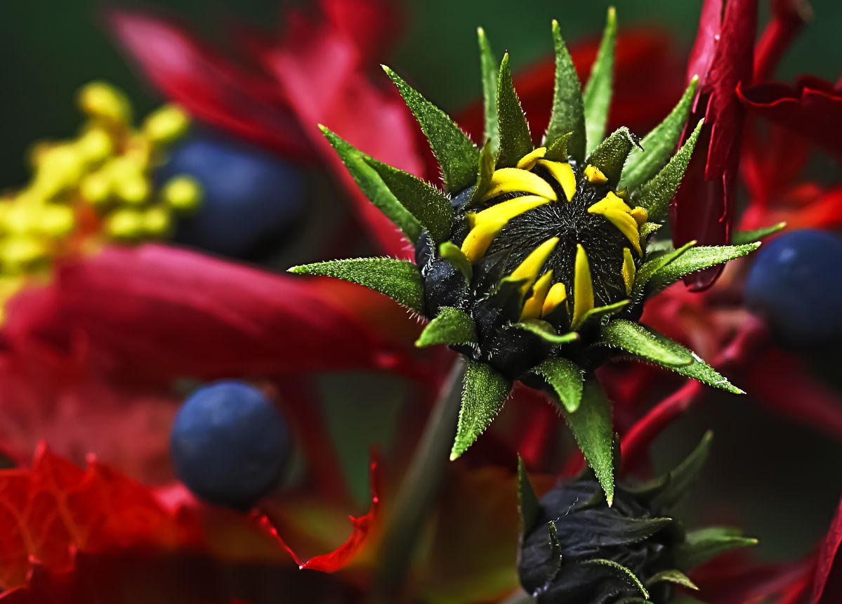 die schöne Seite des Herbstes