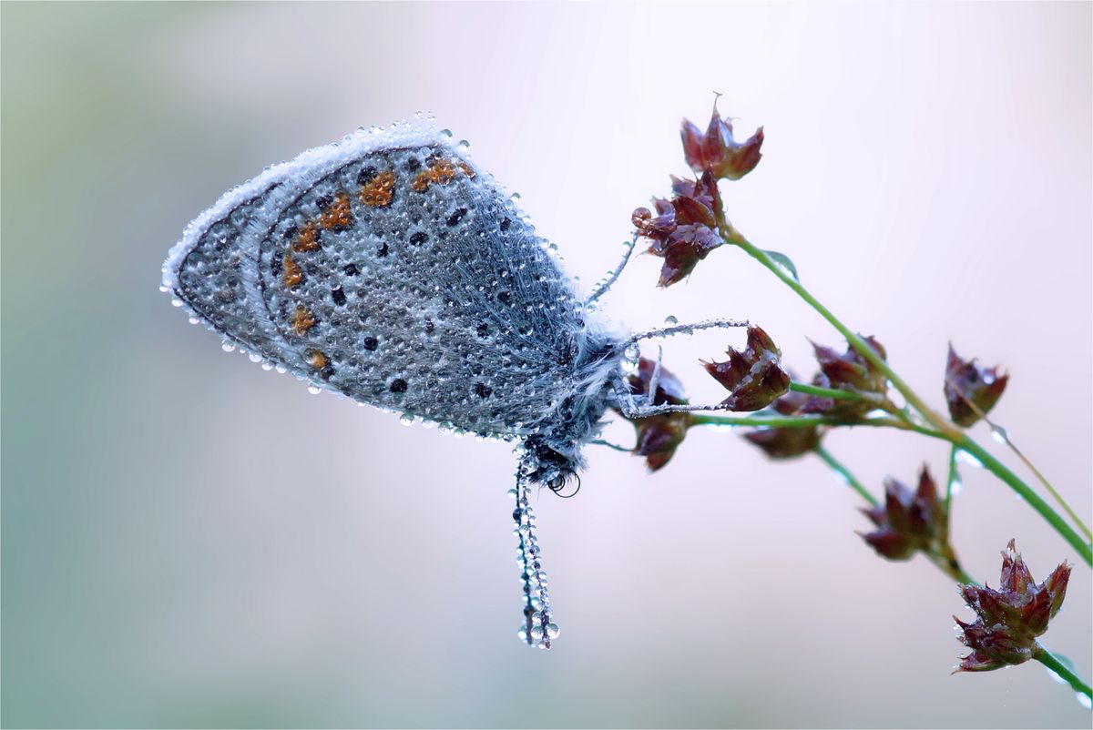 Früh Morgens an einem Augusttag im letzten Jahr. Alles hing voller Tautropfen.Dieser kleine Bläuling erwachte erst.Sony SLT A 77 V, 100 mm Marko, Blende 5,6, Iso 400, 1/100 sec, Manuelle Belichtung