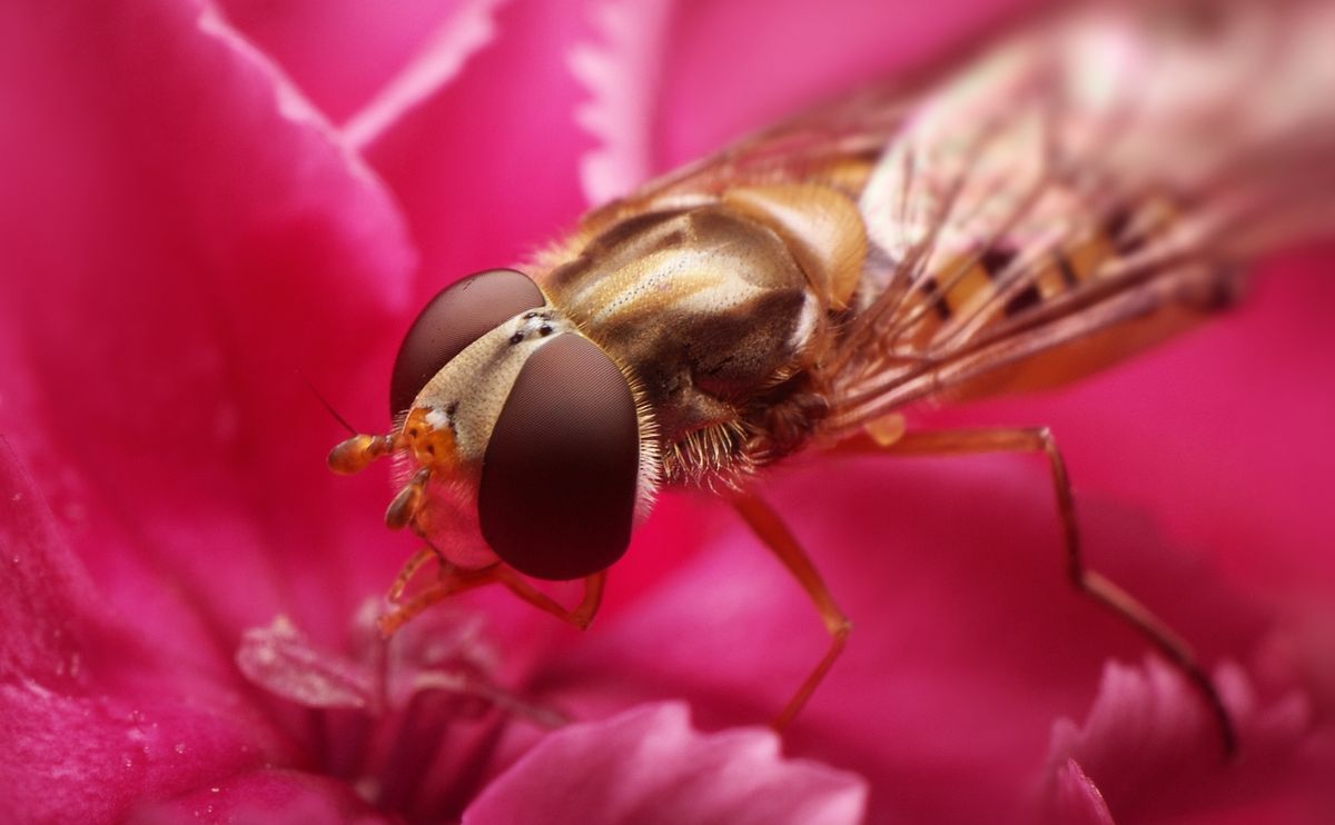 Marmalade hoverfly (Episyrphus balteatus)