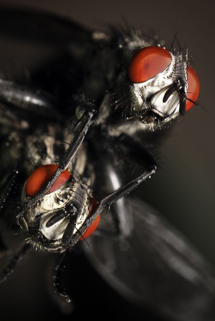 Flesh flies (Sarcophaga carnaria) mating