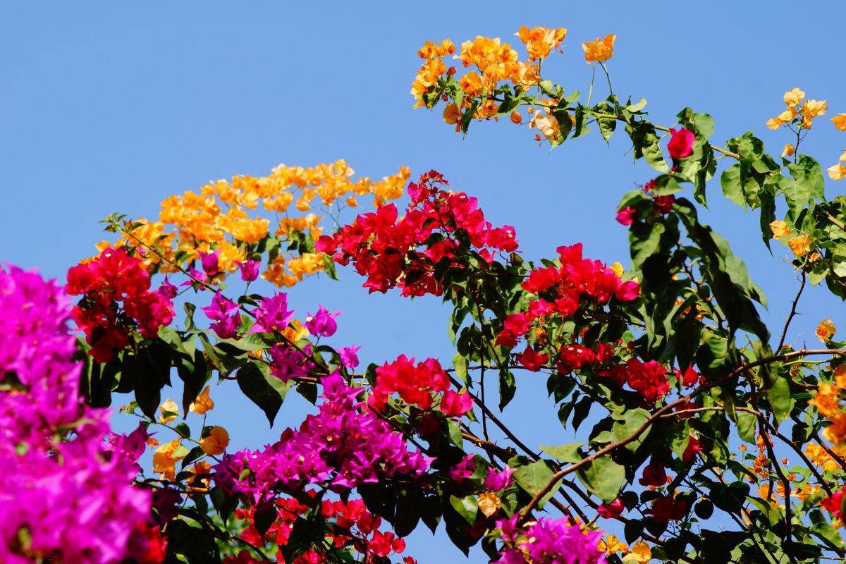 Bourgainvilleau flower - near Daranka/The Gambia