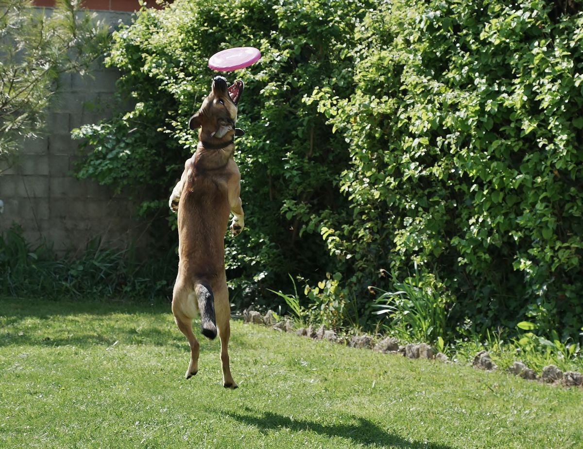 Ezno le chien de ma fille