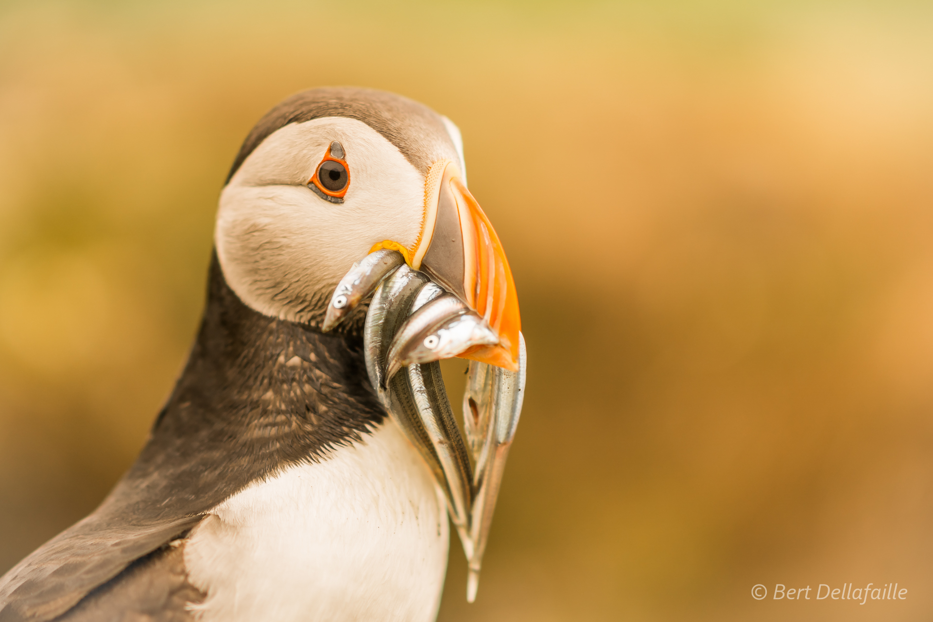 Puffin portrait 3