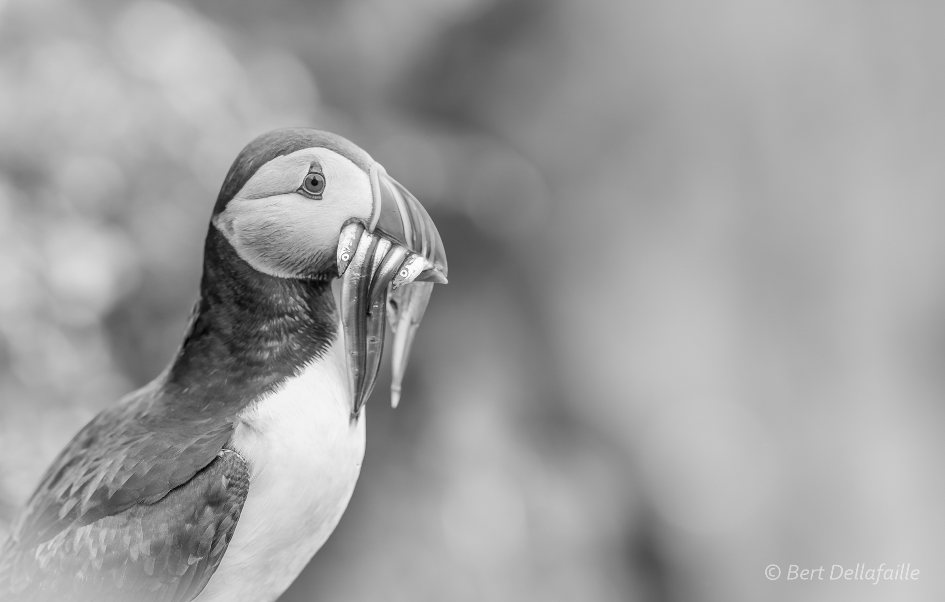 Puffin portrait 8