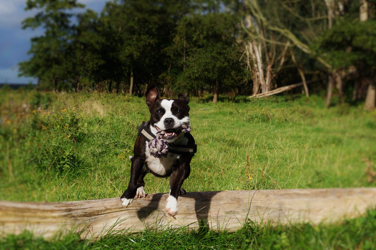 lekker over rennen in het park