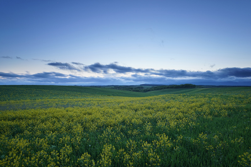 SKy HDR green field_medium.jpg