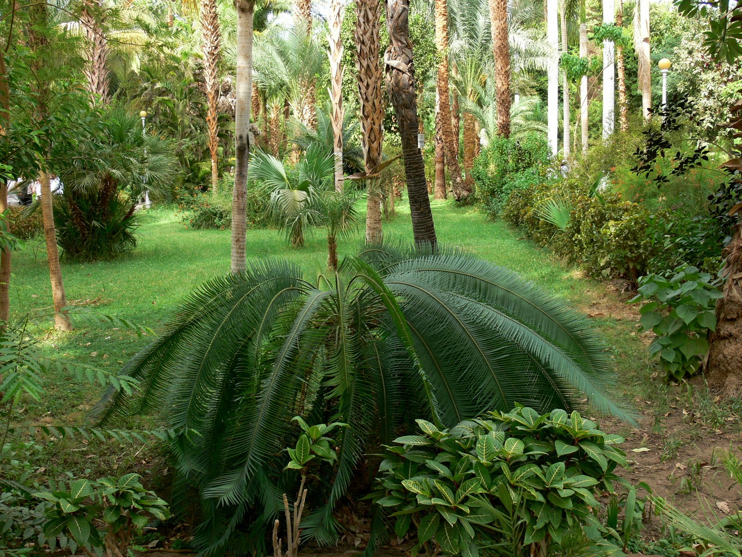 Aswan_Garden_14