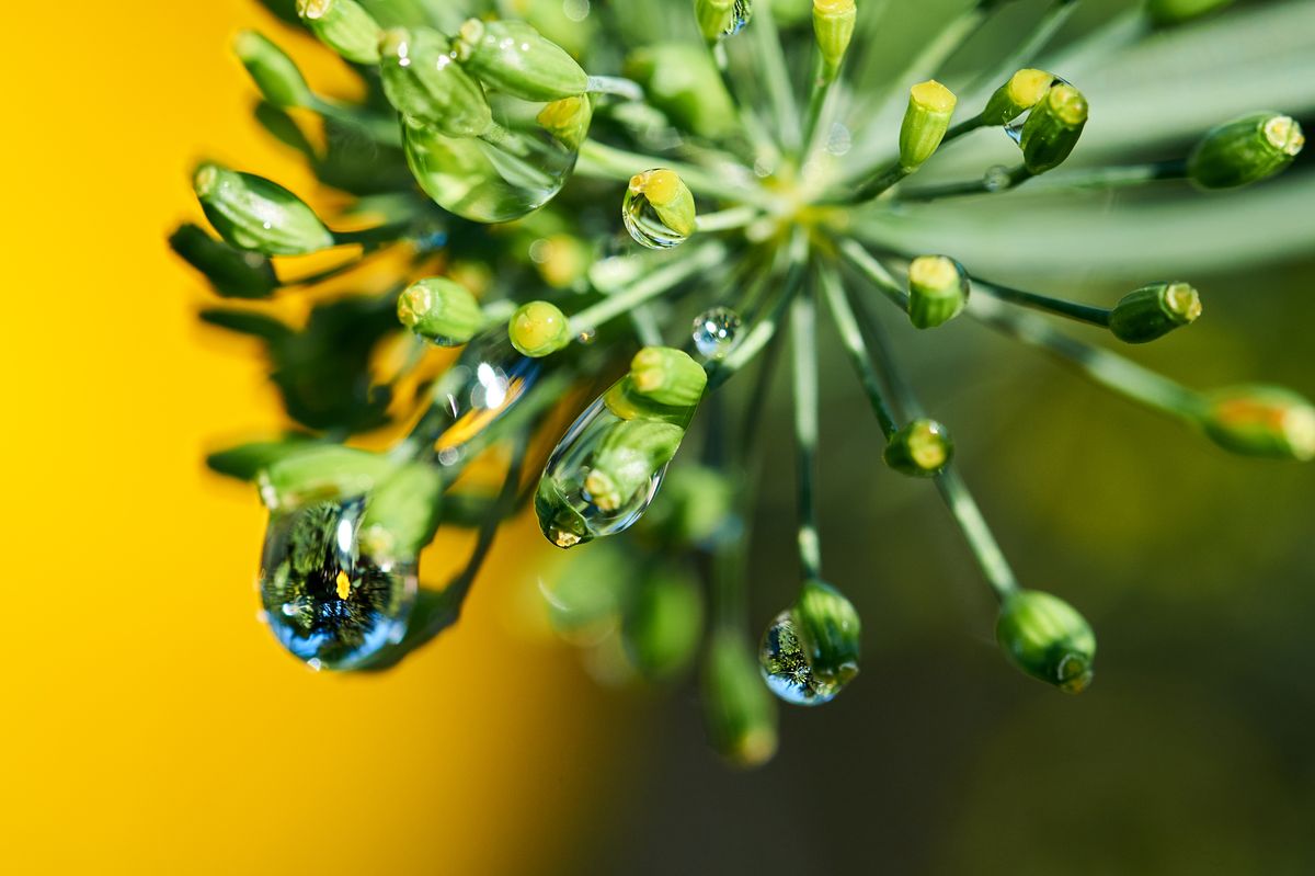 Grand yellow and macro yellow