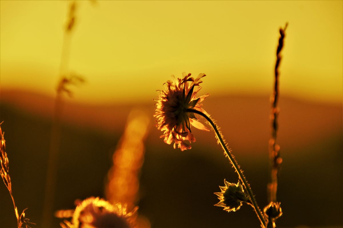 Wildflower in the sunset