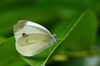 kleiner Kohlweissling