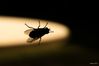 the fly