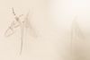 Mayfly.jpg
