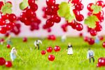 An agricultural photo of working toy farmers, gathering red currant. All the special effects are real. I used H0 models to create this scene.