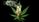 WeeD92