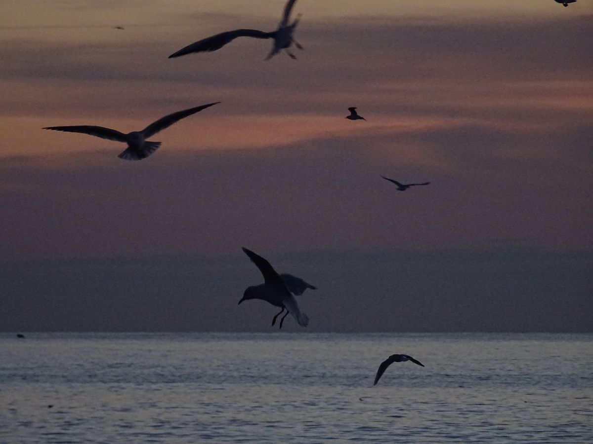 El ataque de la gaviotas