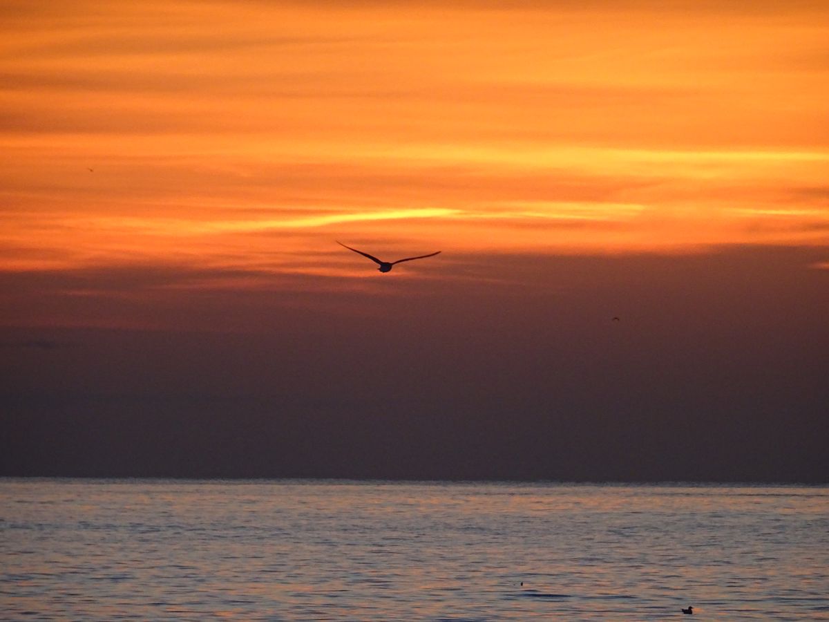 Vuelo matinal