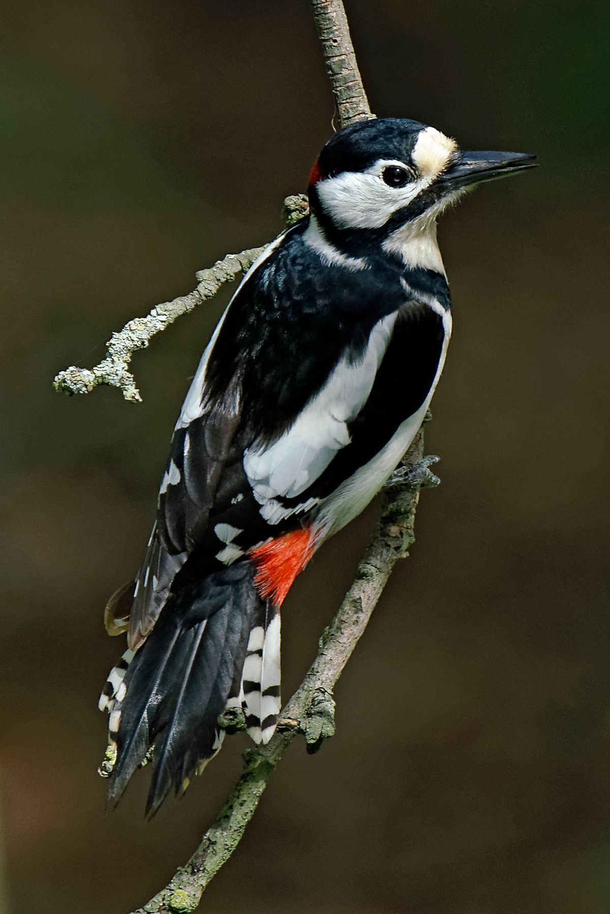 Buntspecht (Dendrocopos major)