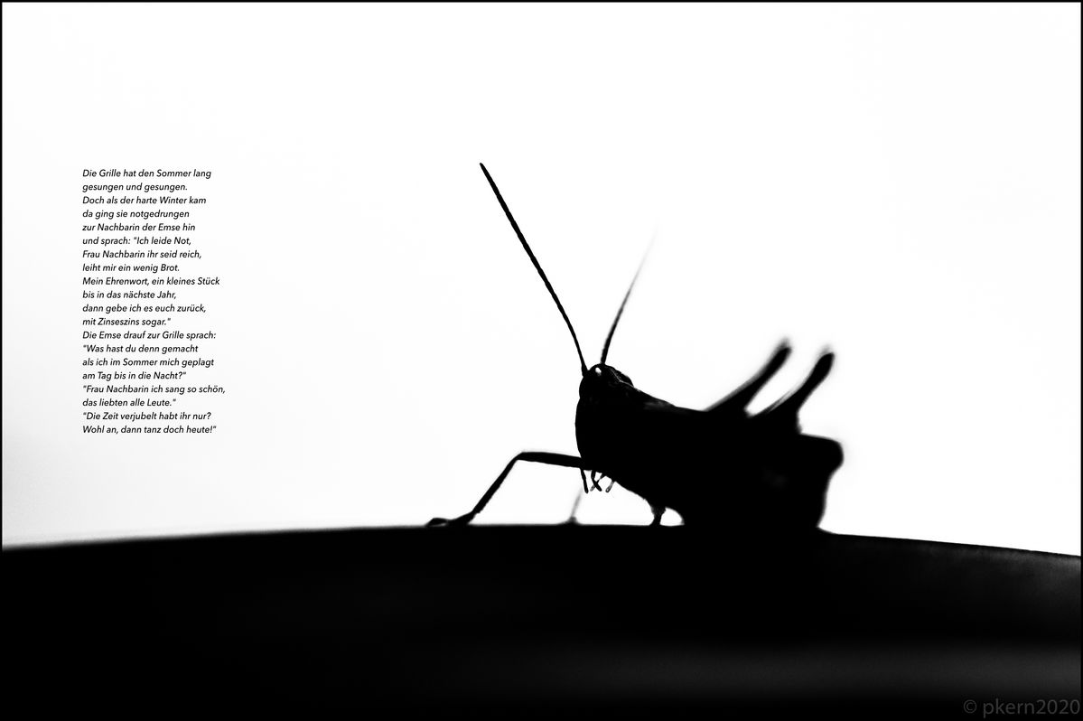 1/400 sek. bei f.2.8 / 90 mm / ISO160   Könnte auch  eine Heuschrecke sein....