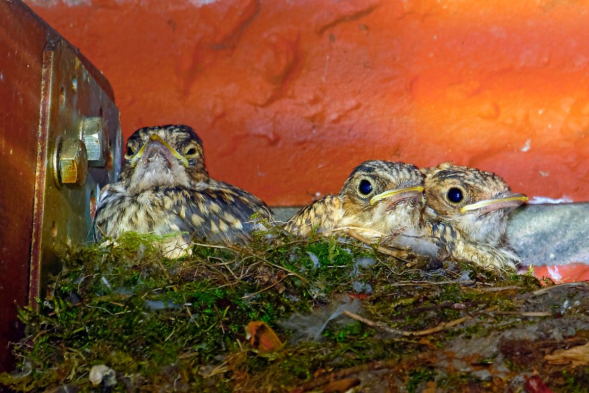 Die drei Nachkommen des Grauschnäppers, die bei uns auf der Terrasse groß geworden sind.