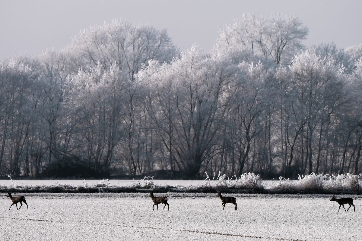 "Ein Sprung" von fünf Rehe und das Leittier ist eine Ricke (weibliches Reh). Die beiden Rehböcke bleiben in der Mitte des Sprung. (Es wurden auf dieser Aufnahme nicht alle 5 Tiere erfasst) Die Exif-Daten: Sony Alpha 1, Sony 200-600mm bei 459mm in APS-C Modus, entspricht eine Äquivalenten Brennweite von 688mm. Belichtungsprogramm: P, +/- : - 0,7EV, Verschlusszeit: 1/640 Sek., ISO 100 und die Blende betrug 7.1