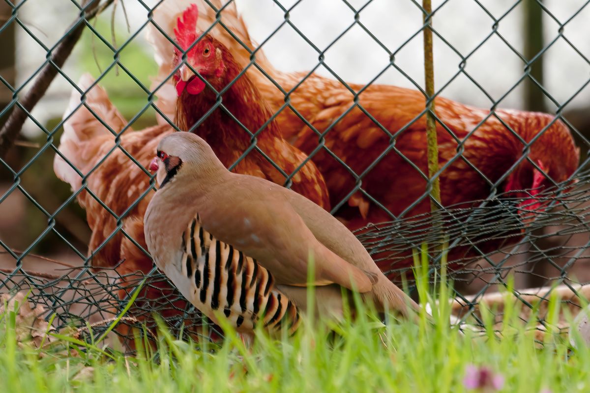 Das Steinhuhn hat unsere Haushühner gefunden, das von diesen sehr kritisch beobachtet wird.