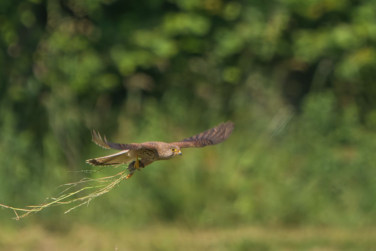 Turmfalke mit Gepäck