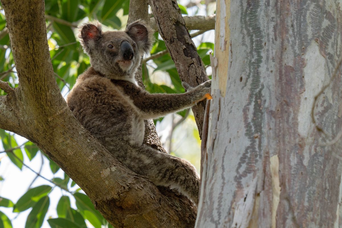 le koala