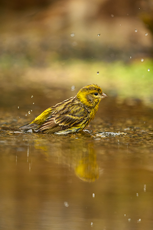 bandas verticales que salen cuando activo modo silencioso