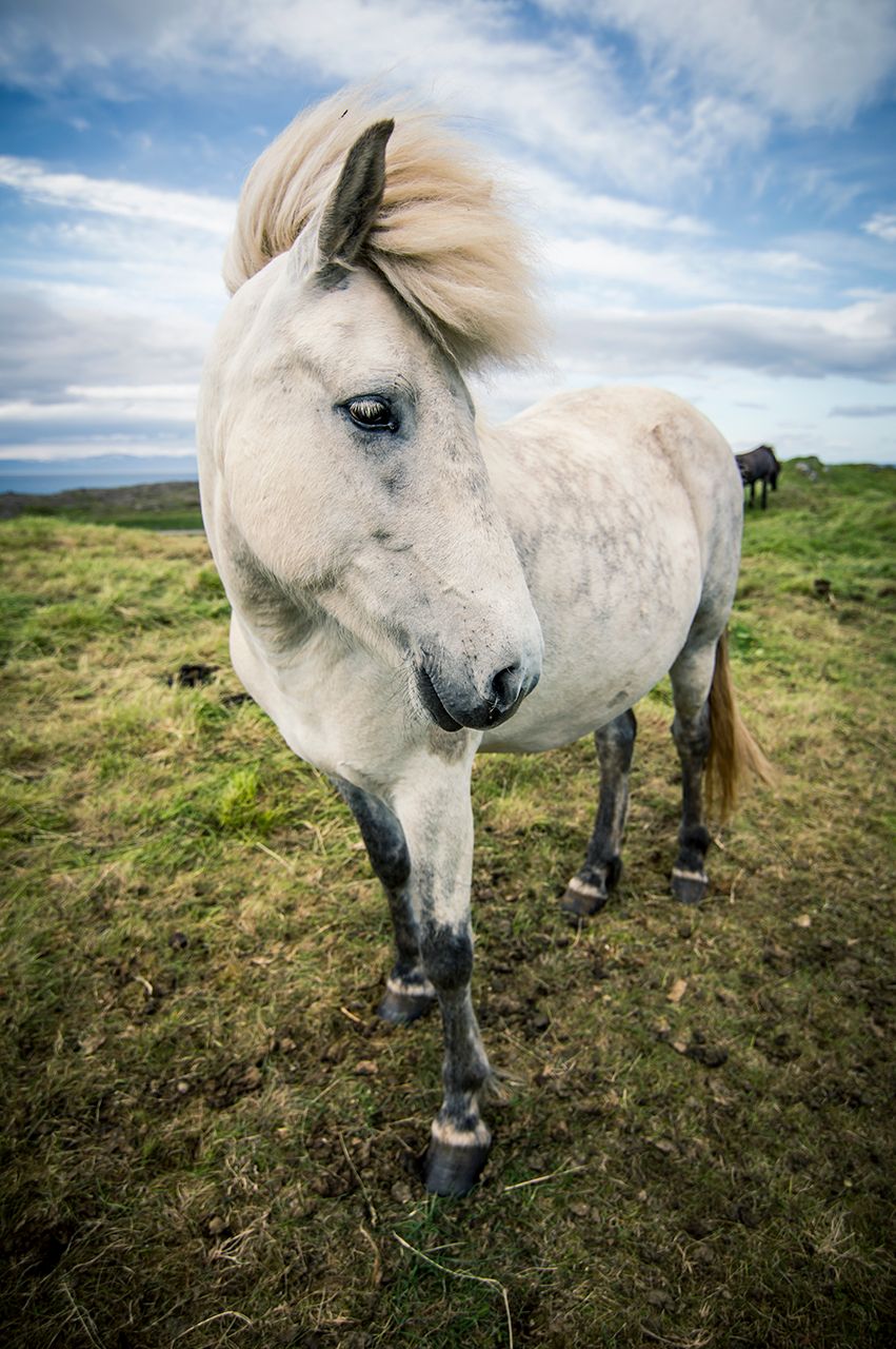 Untethered Icelandic Horse in the icelandic tundra