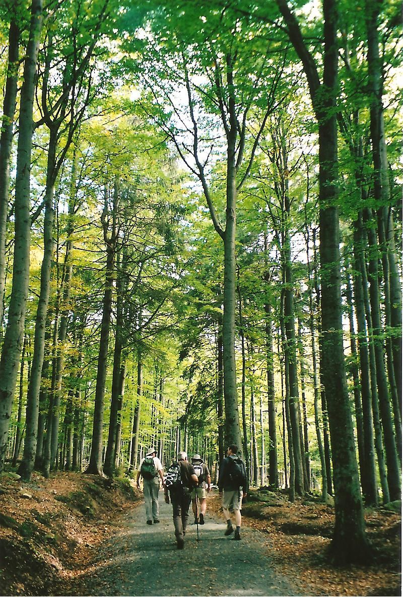 Walking in a German Forest