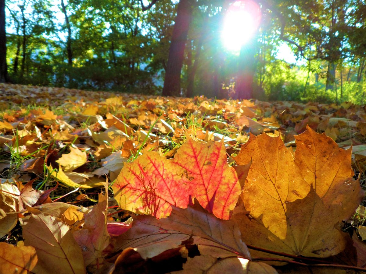 autumn leaves