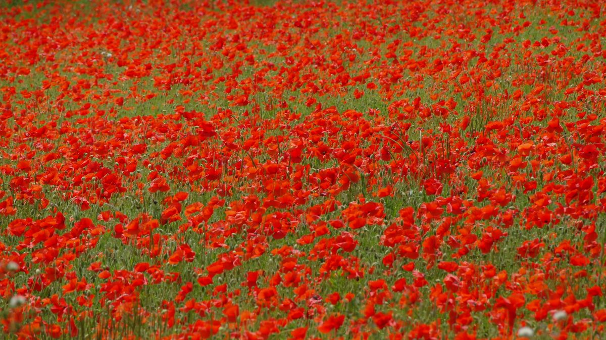 A sea of deep red poppys