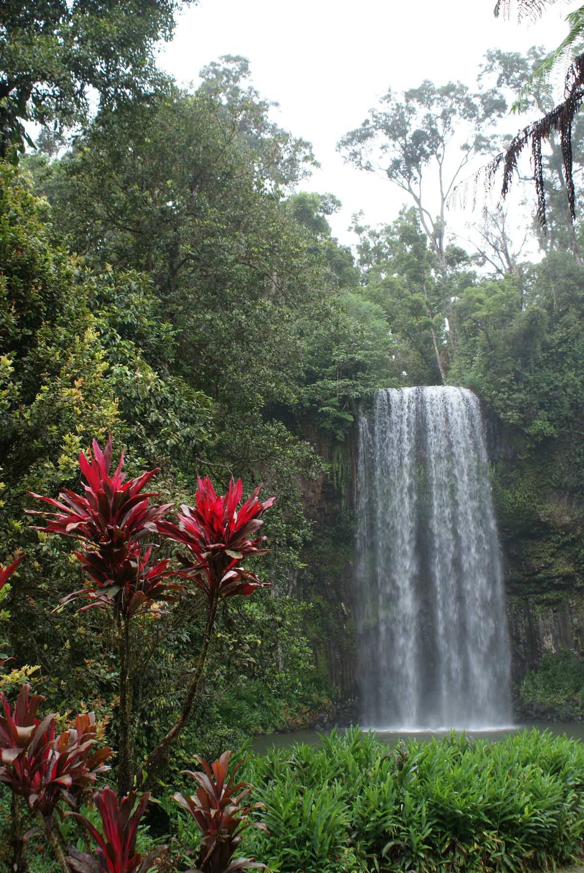 Foto tomada en la Milla Milla Falls, en Australia, sumergida en la naturaleza de este rincon.