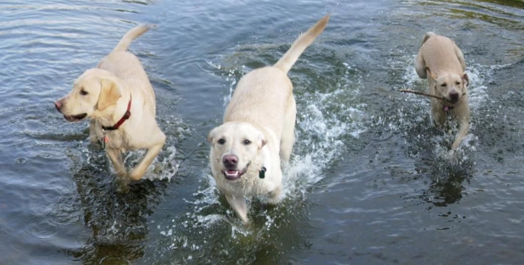 I used my camera's panaromic software to create this multi-image of our dog Bailey.